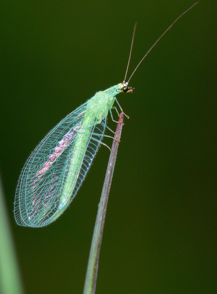 Real Monstrosities: Green Lacewing