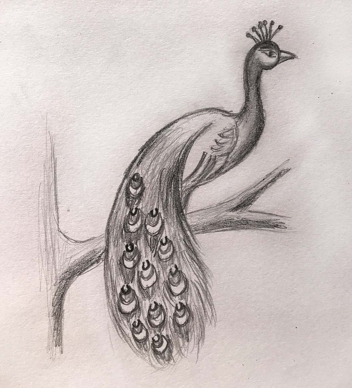 Peacock Drawing Images  Free Download on Freepik