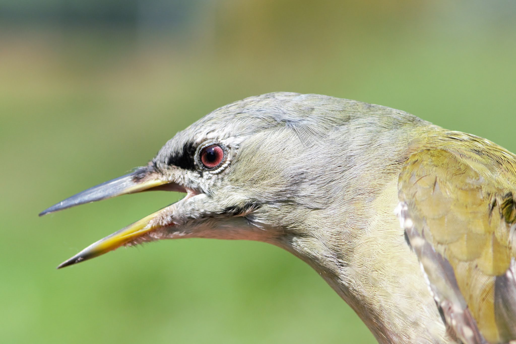 Gray-headed Woodpecker feeding