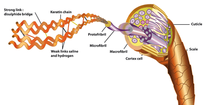 hair structure keratin chains filament determines individual