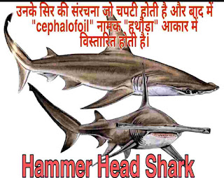 Sharks Fish Types, Size, Look Like, Use, Feed, Family, Speies, Scientific Name Hammer Head Shark Fish, Types, Size, Feed, Found, Look Like