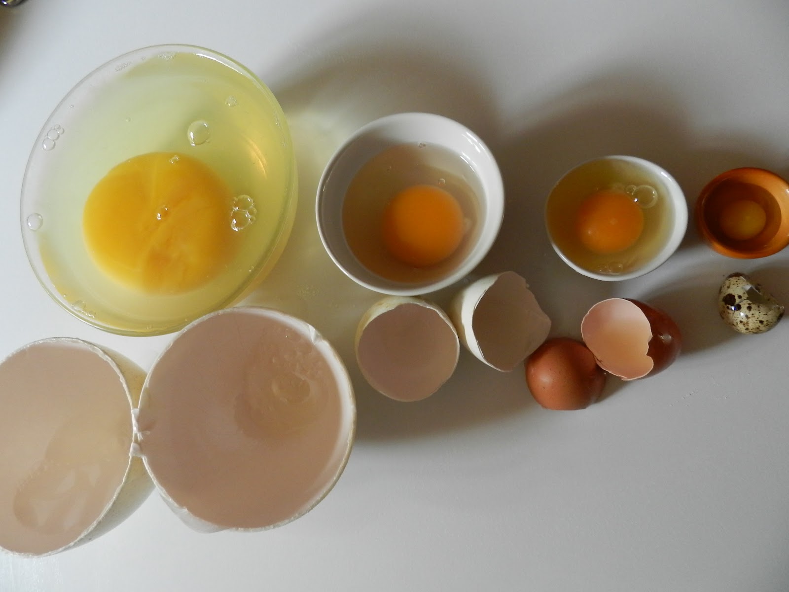 Temps De Cuisson D'un œuf D'oie à La Coque touch a tout: Un cadeau venu d'AFRIQUE "un oeuf d'AUTRUCHE
