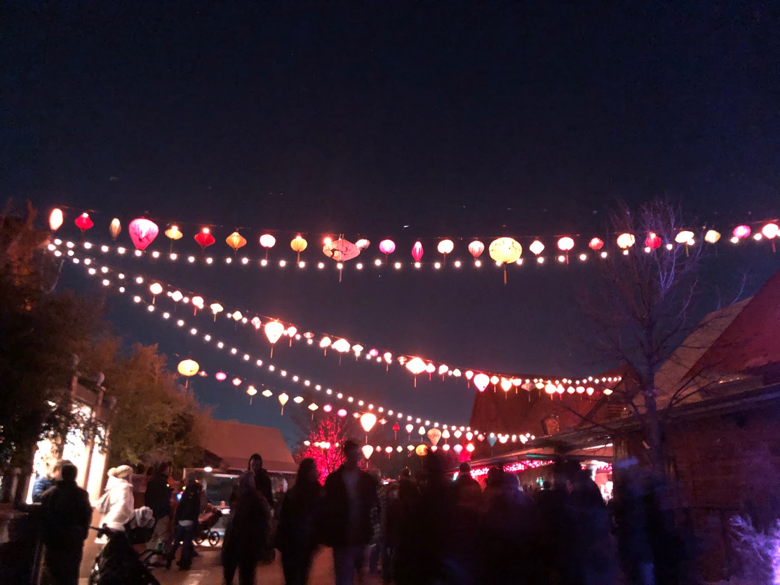 A New Day Denver Zoo Lights.