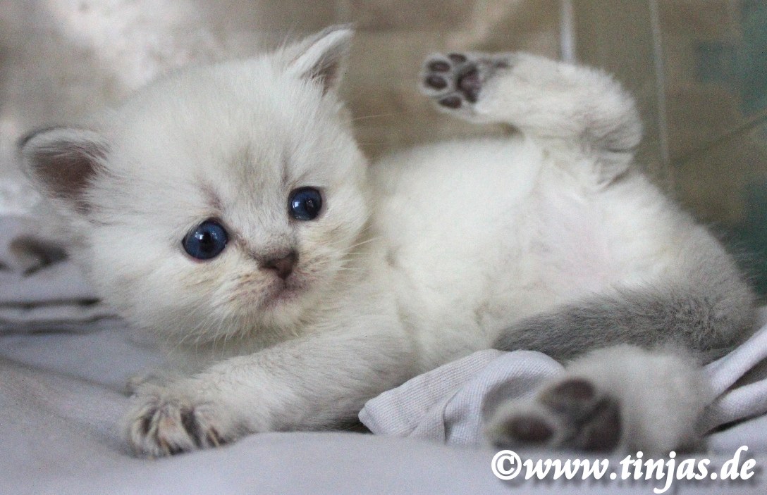 Britisch Kurzhaar (BKH) Kitten und Britisch Langhaar Katzenbabys