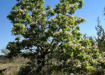 Future Plants By Randy Stewart Caragana