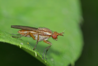 Sepedon spinipes