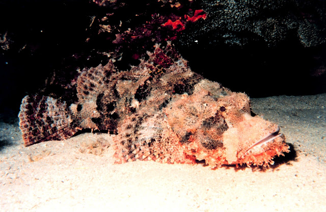 Борода́вчатка, или рыба-камень (Synanceia verrucosa)