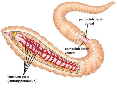 a kismedence phlebodia visszér