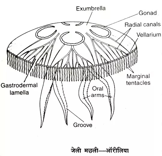 जेली मछली (Jelly Fish) ऑरीलिया(Aurelia)वर्गीकरण,लक्षण,चित्र का वर्णन