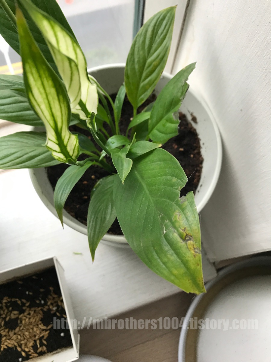 이케아 공기 정화 식물 IKEA Air purification plant