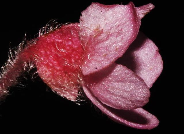 Begonia obsolescens