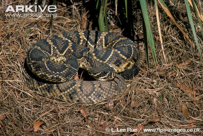 Reptiles and Amphibians: Serpiente cascabel diamante del este (Crotalus