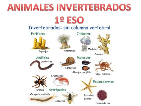 Animales Invertebrados