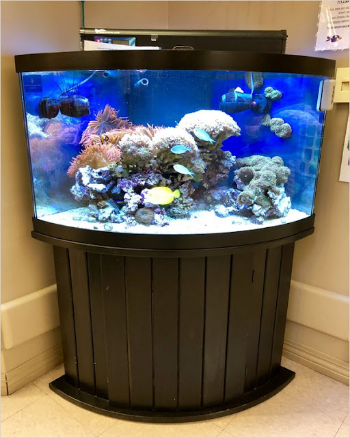 100 gallon aquarium