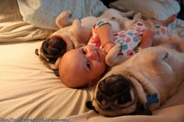 Funny baby and two pugs.
