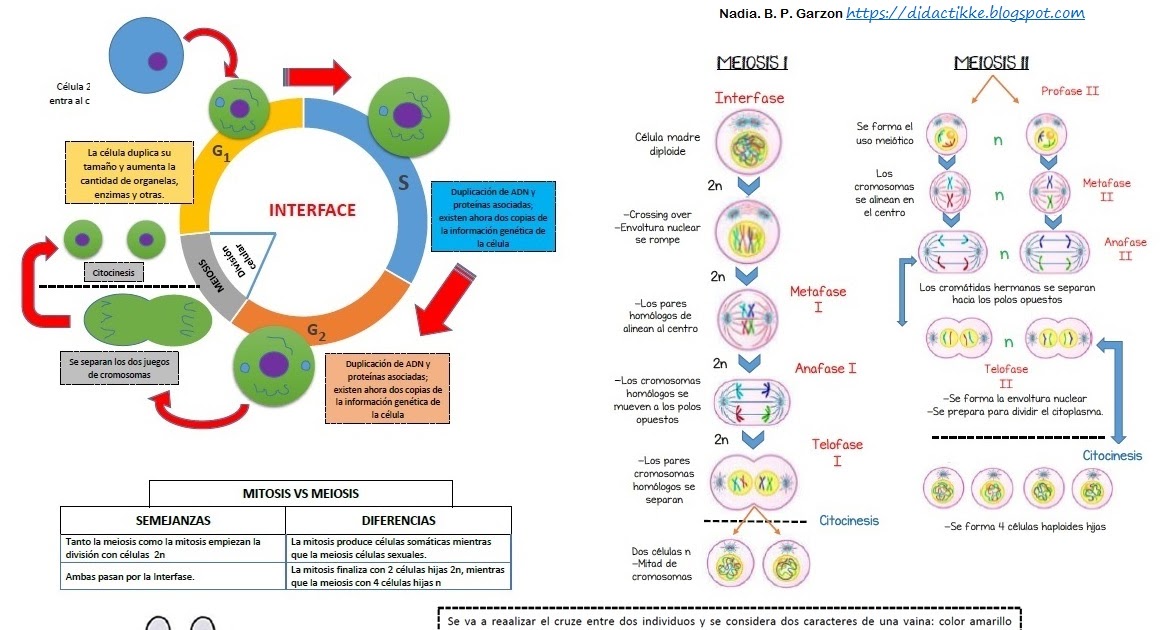 Ciclo Celular Meiosis Cuadro De Punnet