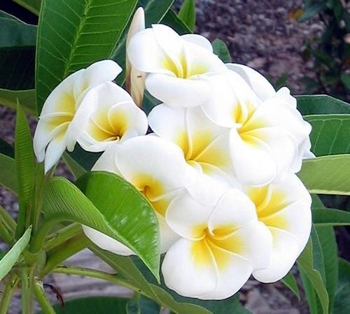 jasmine flower 21