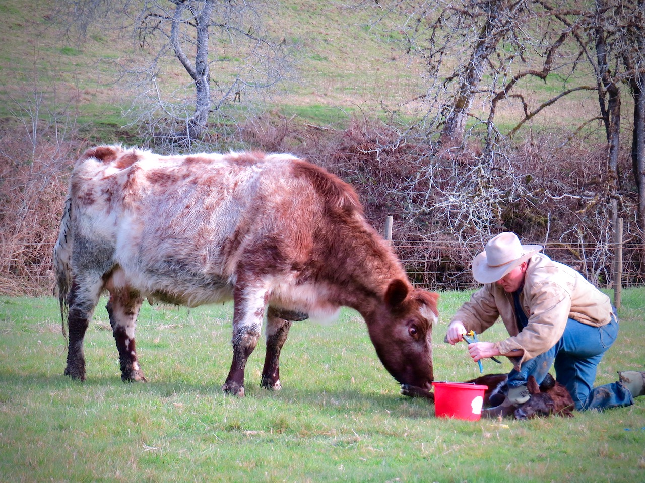 LuAnn Kessi Calving Season in Western Oregon...