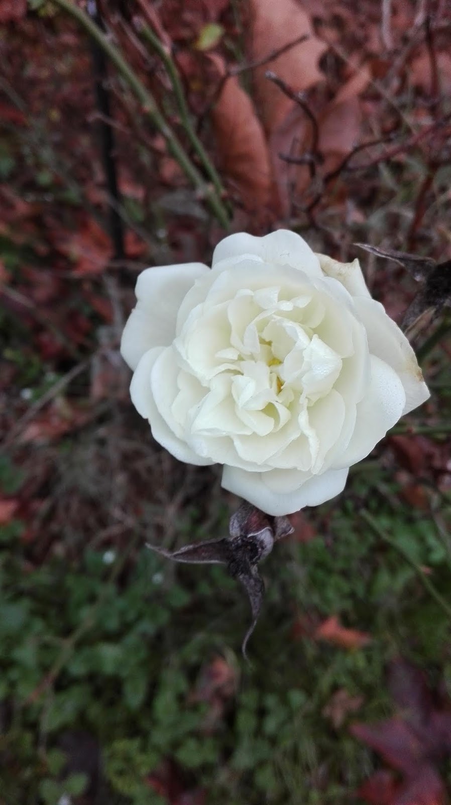 Essere Suora Francescana Elisabettina Ottobre 19