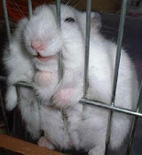 Hamster sorrindo - Ele está preso e sorri, porque ficar triste se você está livre.