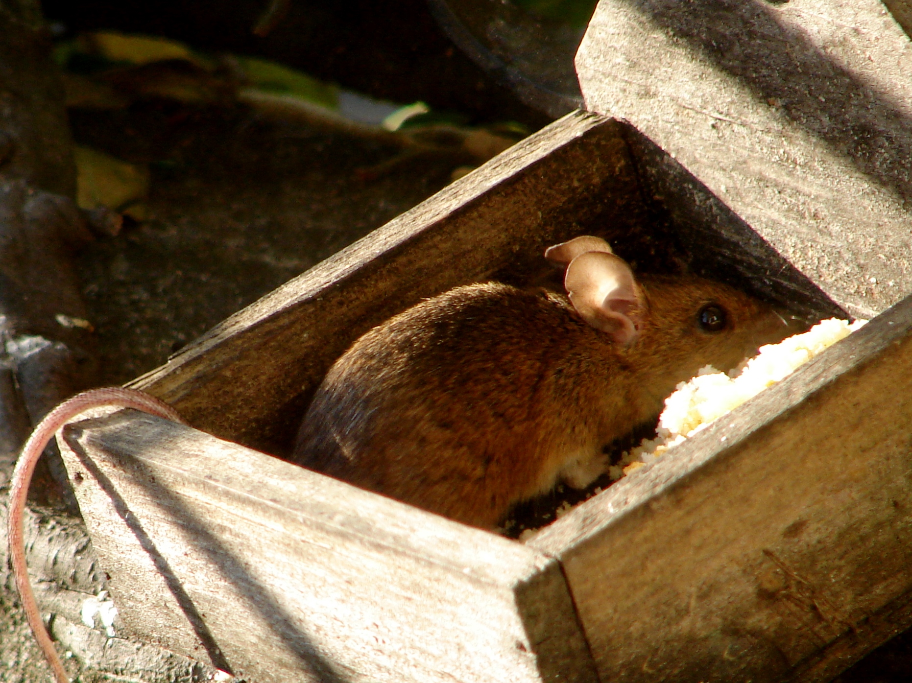 BREATHTAKING The WoodMouse Apodemus sylvaticus