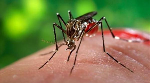 فيروس زيكا Zika Virus
