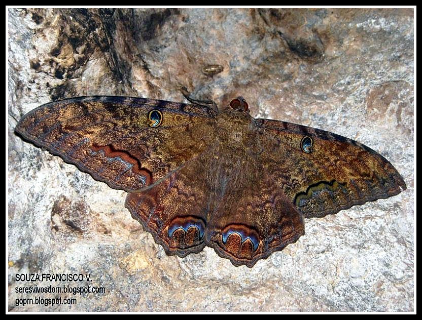 Featured image of post Mariposa Bruxa Larva