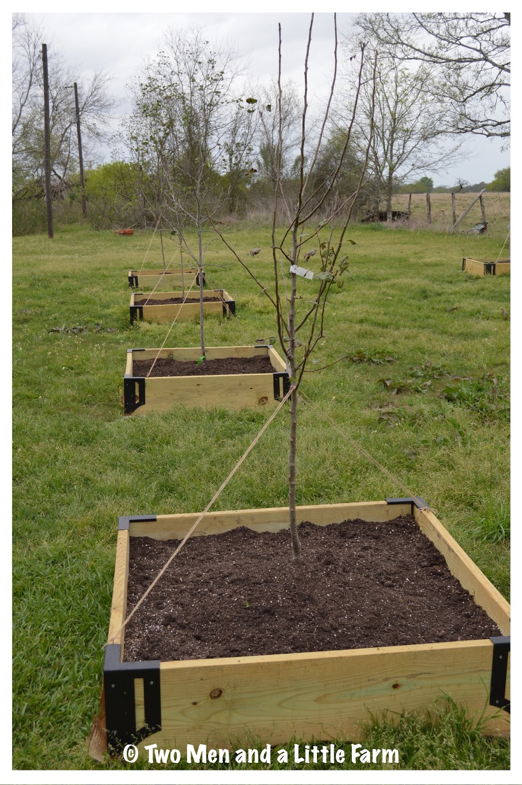 Two Men and a Little Farm FRUIT TREES PLANTED IN RAISED BED ORCHARD