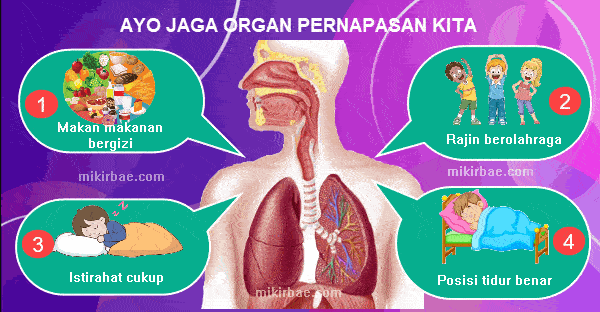 Pembelajaran 5 Tema 2 Subtema 3 Memelihara Kesehatan Organ Pernapasan  Manusia | Mikirbae.com