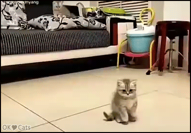 Snuzzy Cat GIF • Cute kitty prevents sister from dangerous spinning top. NO TOUCHY it's dangerous! [cat-gifs.com]