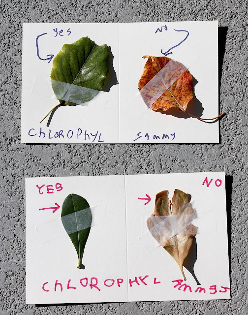 Why Are Leaves Green?