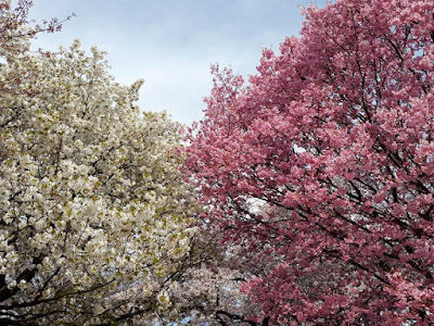 Best Cherry Blossom View at Shinjuku Gyoen Tokyo