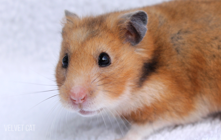 doña bigotes hamster comun noah