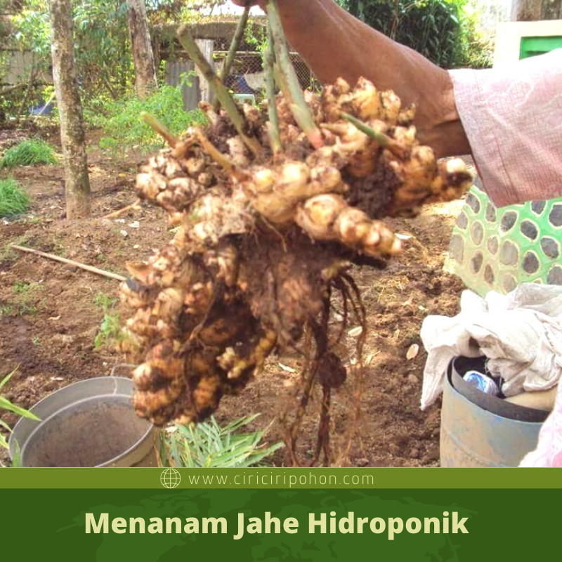 Cara Menanam Jahe Dengan Hidroponik Yang Tepat Ciriciripohon Com