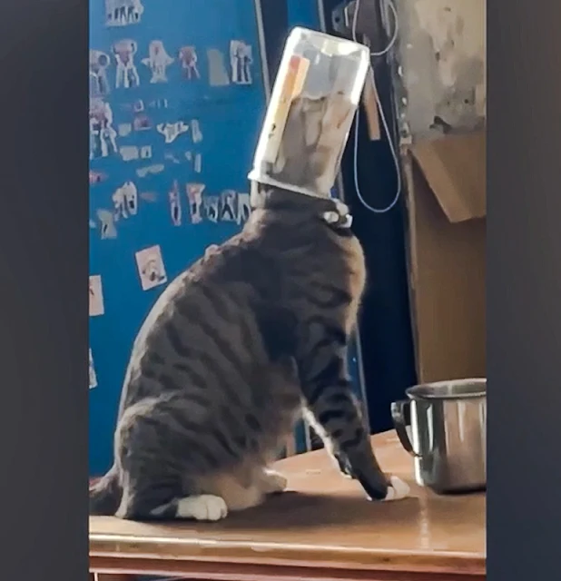 Reason why cats get their heads stuck in glass jars and cans