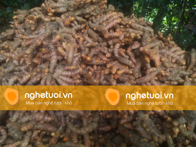 giá nghệ tươi 2017, nghệ tươi làm tinh bột