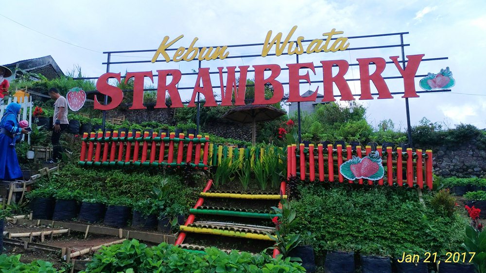 Wisata Kebun Strawberry Bogor