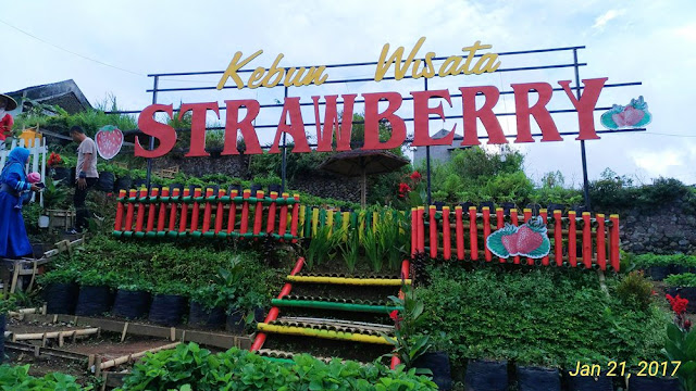Kebun Wisata Strawberry