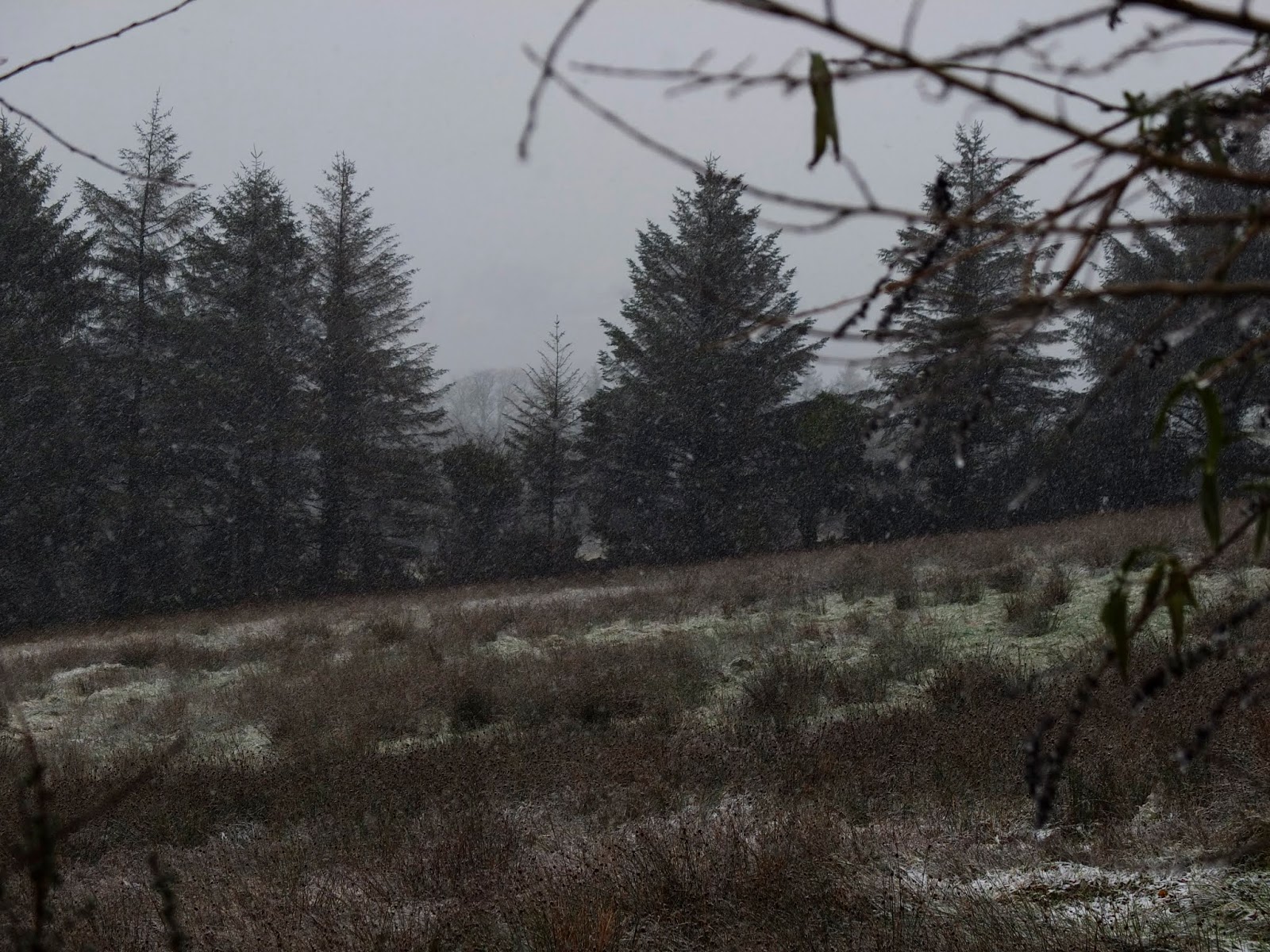 Conifers on the hillside getting dusted with snow.