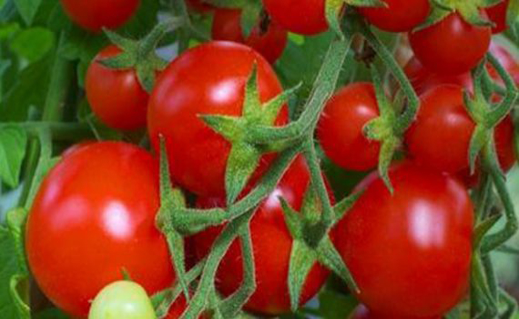 budidaya tomat musim hujan 