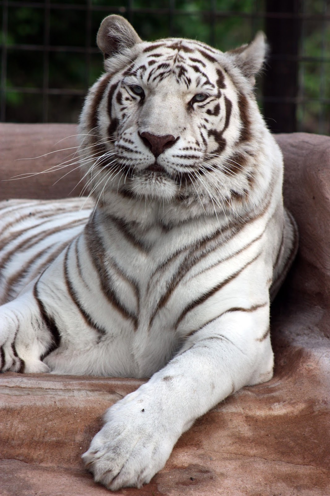 IEAS News: Why Do Big Cats Roar?