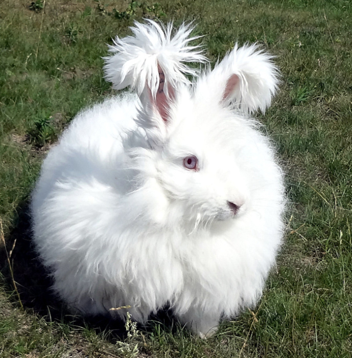 Chingum — Discover Curiosities Angora Rabbit The Most Fluffy Rabbit