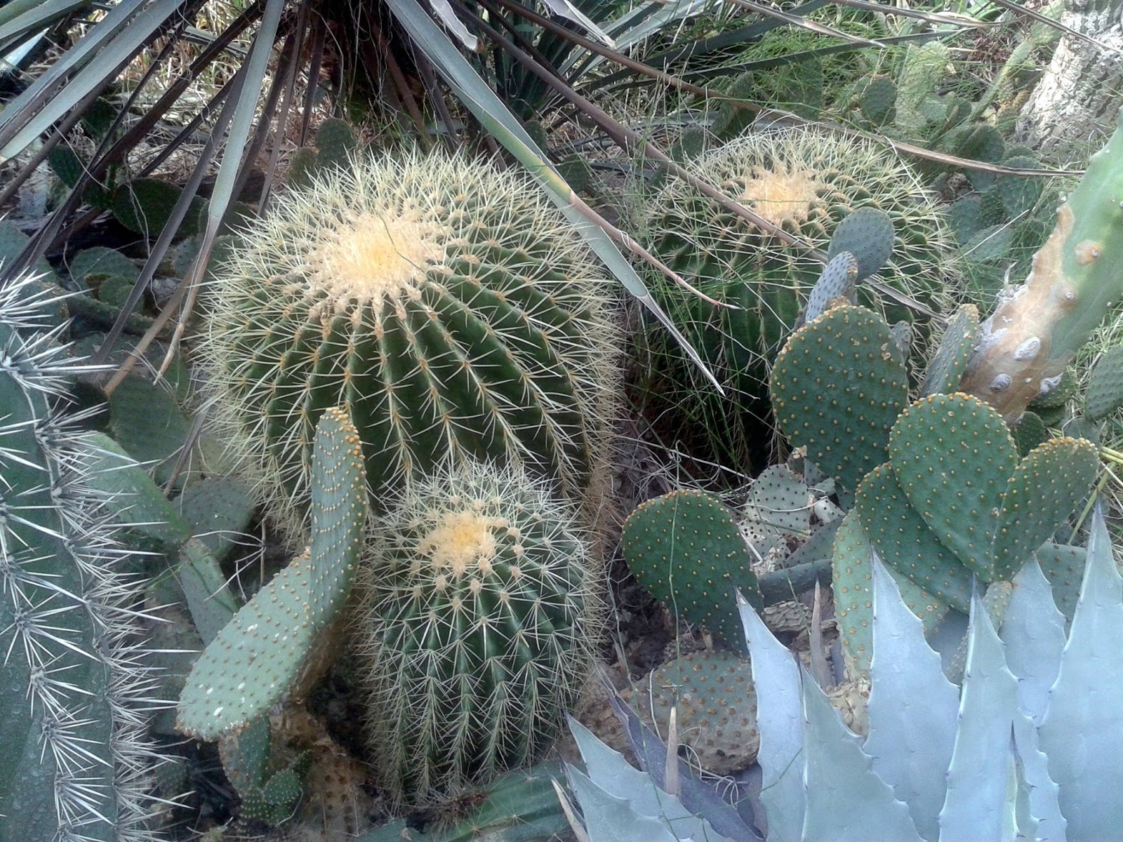 Ezekkel a növényekkel dobhatod fel a karácsonyi hangulatot Kaktusz kiállítás csodálatos fotókon