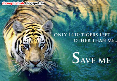 Save Tigers Slogan Poster