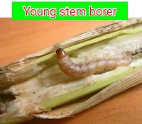 stem borer caterpillar