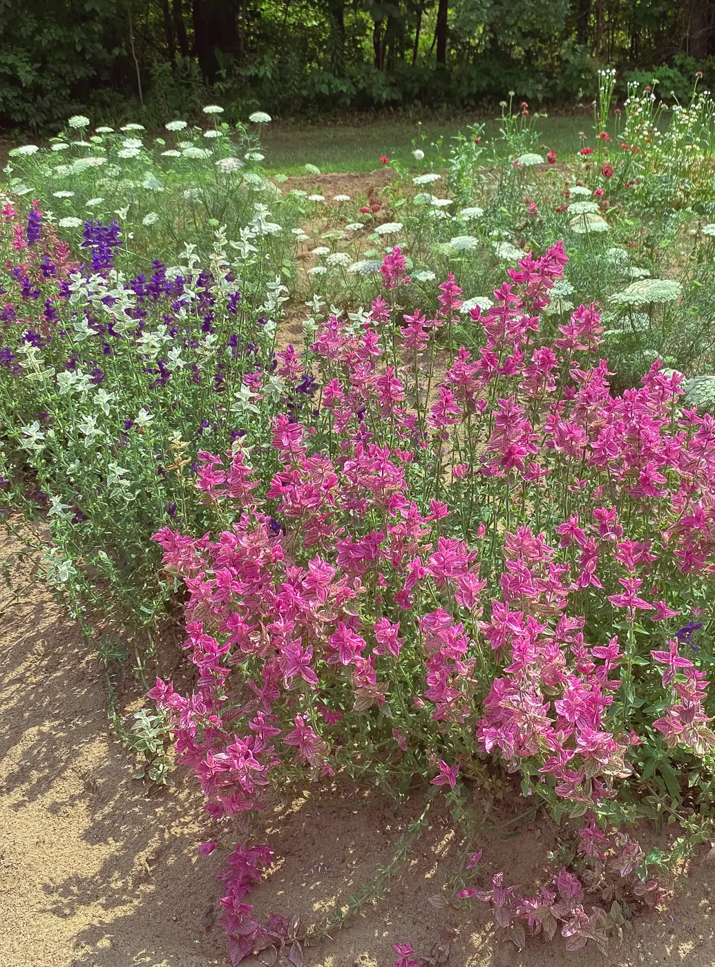 Salvia greggii, summer garden flowers, blooming flowers, summer flowers that bloom