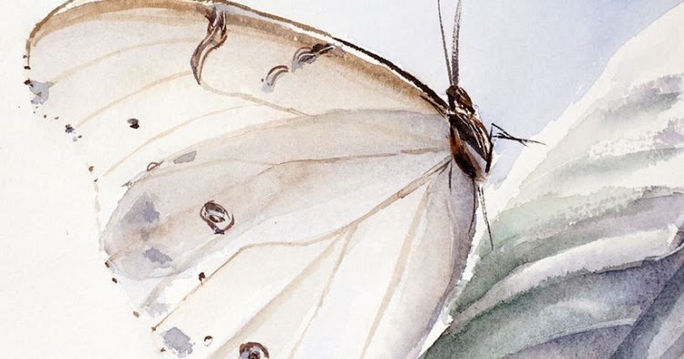 Dongeng Tentang Kupu Kupu Catatan Hati Bunda Novi