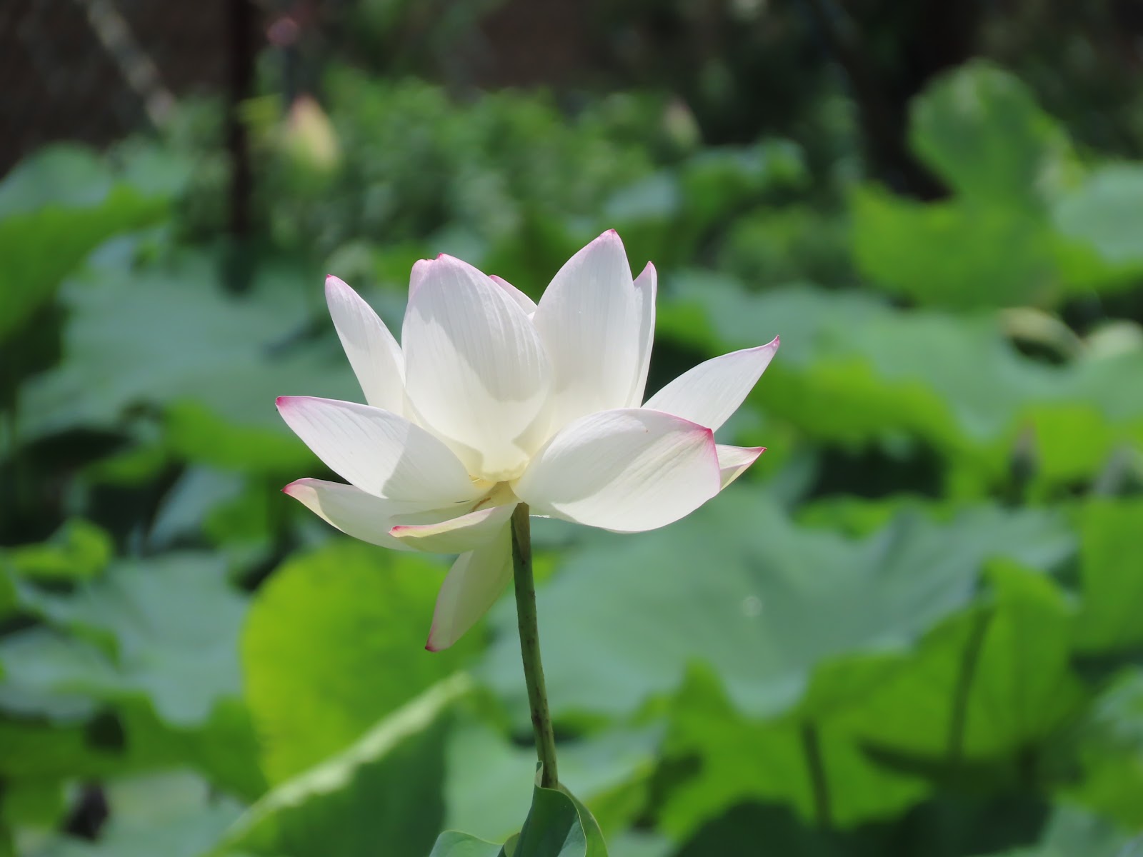 宜蘭縣員山鄉 員山荷花田0610蓮花綻放 王叮噹新的日子jhy212jhy的部落格 痞客邦