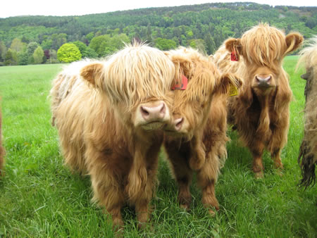 highland cow picture dollar general highland cow picture dollar general