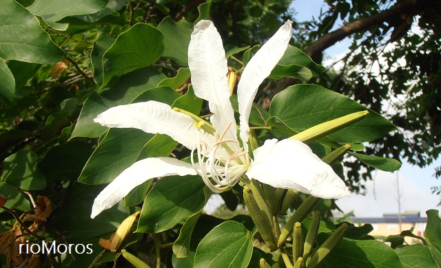 Pata de vaca: Bahuinia forficata | Plantas rioMoros